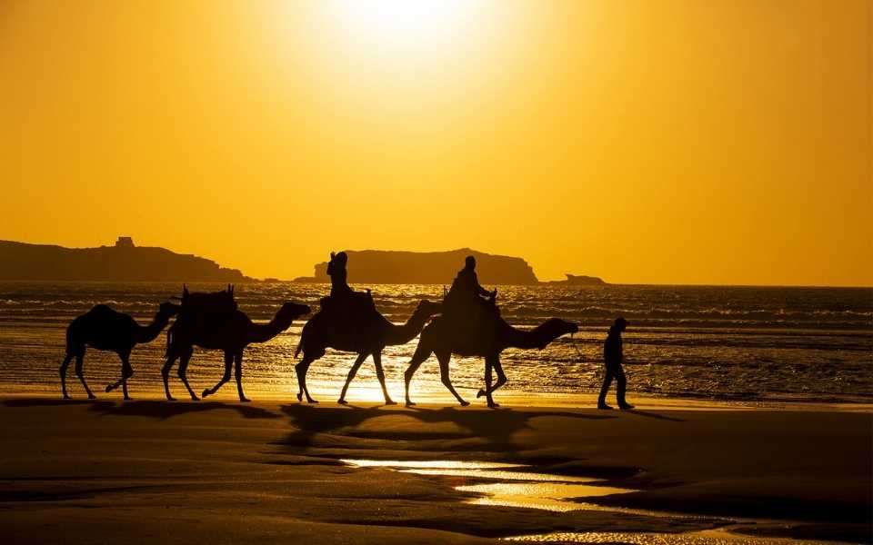 Three men, two of riding camels and one walking on the beach. Concept of Arabic language, culture and speakers.