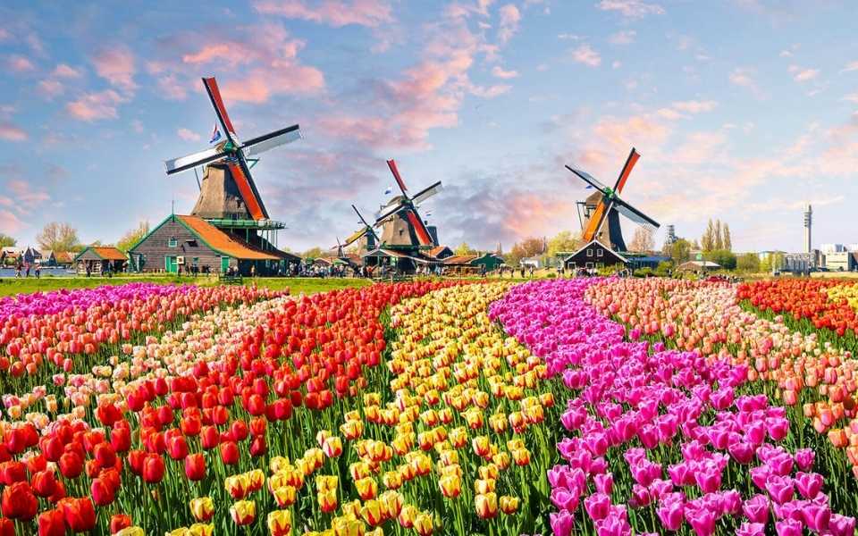 Landscape of flower field with beautiful and huge windmills in Netherlands, Europe. Concept of Dutch translations.