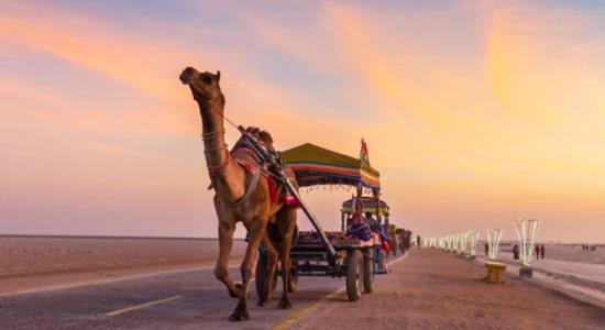 View of a camel cart in Rann of Kutch, Gujarat, India.