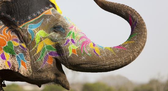 Decorated elephant at an elephant festival. Concept of medical Bengali translation.