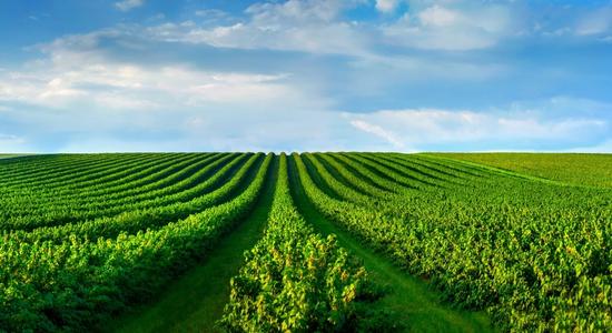 Rows of green crops in a field with a blue sky overhead. Concept of agriculture translation.